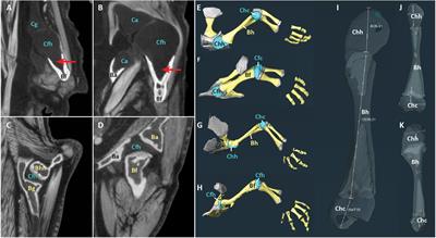 Variation in Articular Cartilage Thickness Among Extant Salamanders and Implications for Limb Function in Stem Tetrapods